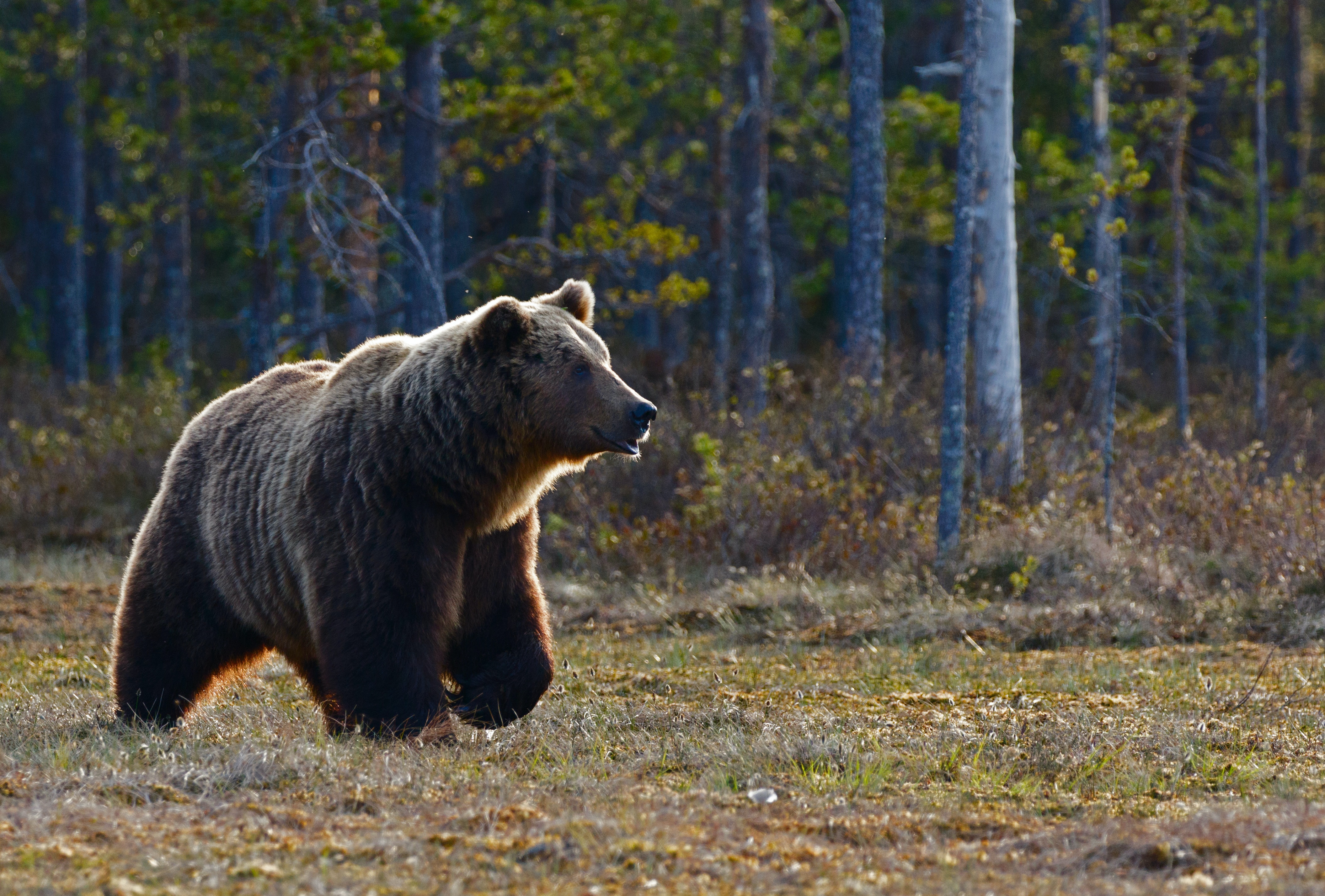 Brown bear