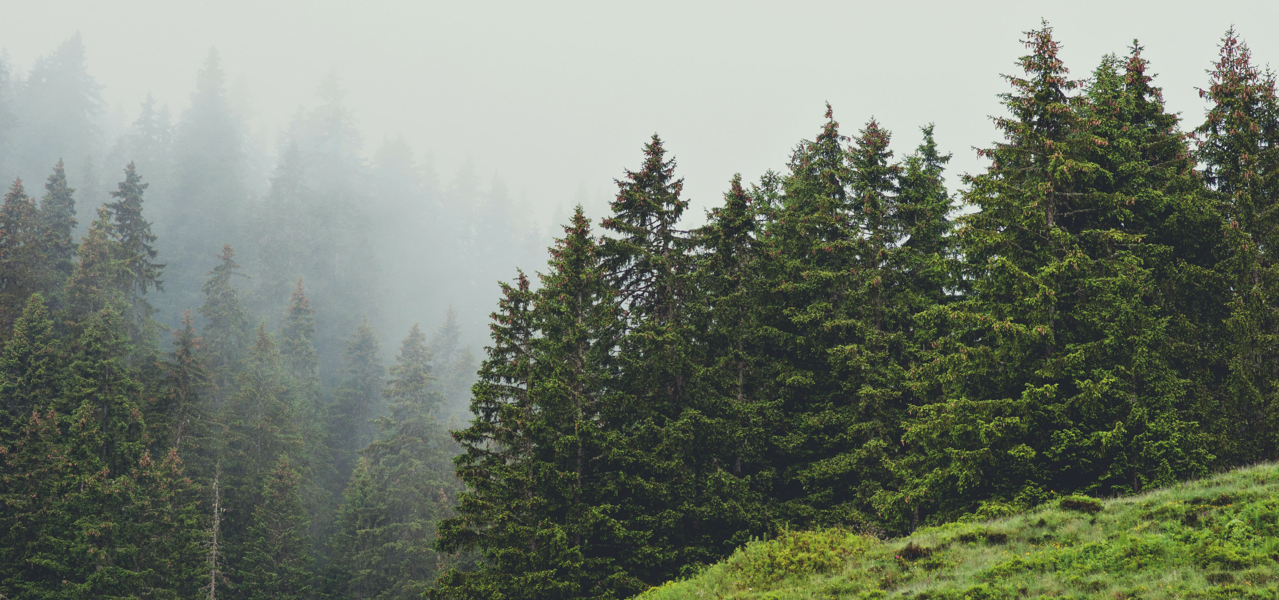 HD Image of Lush Green Pine Trees at The 'Rocky Pines' National Park