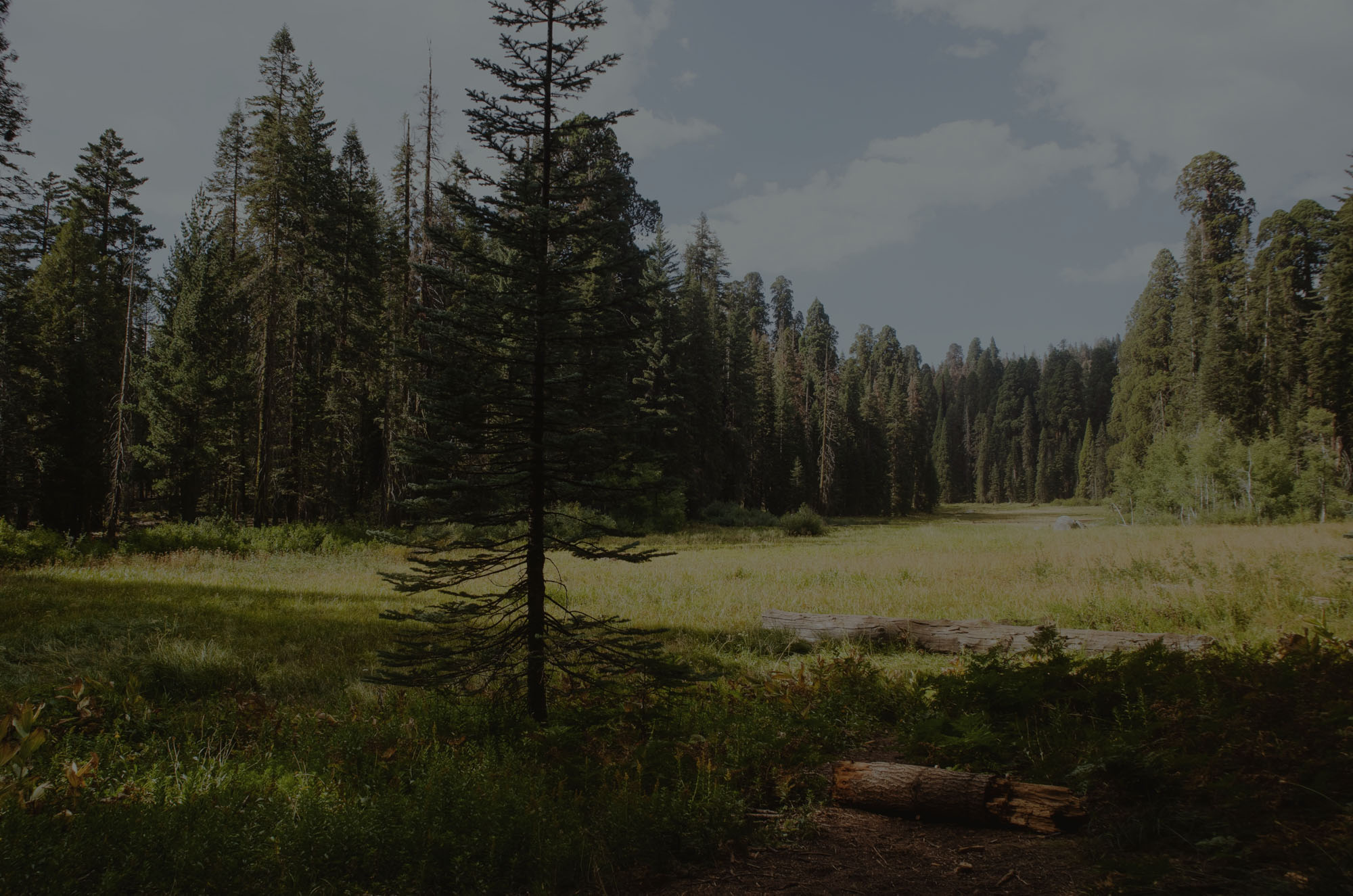 Pinewood forest at Variety National Park